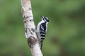 Male Downy Woodpecker on a Birch Branch Royalty Free Stock Photo