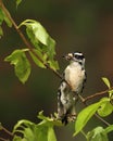 Male Downy Woodpecker with caterpillars
