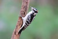 Male Downy Woodpecker in Fall Royalty Free Stock Photo