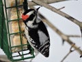 Male Downy Woodpecker hanging off and eating from a suet feeder Royalty Free Stock Photo