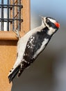 Male Downy Woodpecker