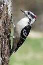 Male Downy Woodpecker holding onto the trunk of a tree with red spot on its head