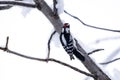 Male Downy Woodpecker Perched on a Bare Branch Covered with Snow #2