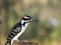 Male Downy Woodpecker Perched On Wood Stump