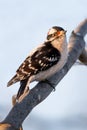 Downy Woodpecker Male Royalty Free Stock Photo