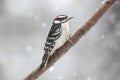 Male Downy Woodpecker Perching in a winter snow storm Royalty Free Stock Photo