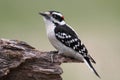 Male Downy Woodpecker (picoides pubescens)