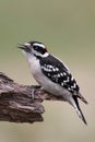 Male Downy Woodpecker (picoides pubescens) Royalty Free Stock Photo