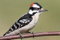 Male Downy Woodpecker (picoides pubescens) Royalty Free Stock Photo