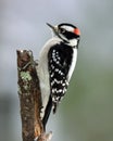 Male Downy Woodpecker Royalty Free Stock Photo