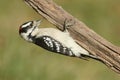 Male Downy Woodpecker Picoides pubescens