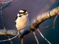 Downy Woodpecker Male Royalty Free Stock Photo