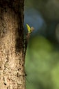 Male Dracko, genus of agamid lizards that are also known as flying lizards Royalty Free Stock Photo