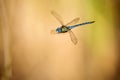 Male Dragonfly, Aeshna affinis.