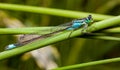 Male dragonfly azure damselfly Coenagrion puella