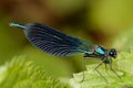 Male dragonfly beautiful demoiselle Calopteryx virgo Royalty Free Stock Photo