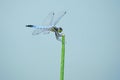 Dragonfly Royalty Free Stock Photo