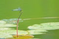 Dragonfly Royalty Free Stock Photo