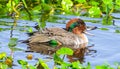 adult male drake Green winged teal - Anas crecca - swimming in water with green head and wing colors Royalty Free Stock Photo