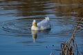 Male drake heavy white Pekin Duck also known as Aylesbury or Long Island Duck swimming on a still calm lake with reflection, Royalty Free Stock Photo