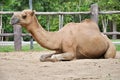 Male dromedary camel