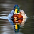 Male duck Royalty Free Stock Photo