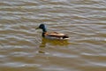 A male duck drake with a blue-green neck swims in the lake. Royalty Free Stock Photo