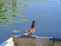 Male duck on the edge of a rowboat, somewhere in The Green Heart