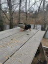 Male duck feeding