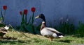 Male duck in the garden in front of red tulips in sunshine Royalty Free Stock Photo