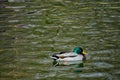 Male duck on IOR Lake