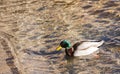 Male Duck on Lake Tahoe