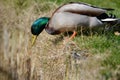 Male duck looking for a swim