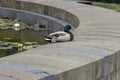 Resting Duck at the Basin