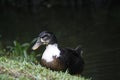 Male duck resting on grass at the edge of a swampland