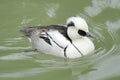 Male duck smew Royalty Free Stock Photo