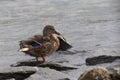 A male duck standing in water between some stones with backlit Royalty Free Stock Photo