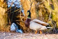 Duck stands on the edge of the lake