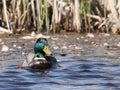 Male duck Royalty Free Stock Photo
