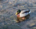 Male duck swimming Royalty Free Stock Photo