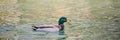 Male duck swimming in a lake Royalty Free Stock Photo