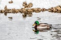 Male duck swimming in the river isar in winter Royalty Free Stock Photo
