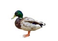 Male duck on white background