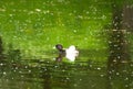 The male of a duck among white poplar seed tufts Royalty Free Stock Photo