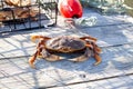 A male Dungenes crab sitting on the dock with a crab trap behind him.