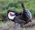 A male Dusky Grouse displaying to attract a female Royalty Free Stock Photo