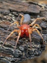 male Dysdera crocata woodlouse spider