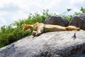 Male East African lion and Mwanza flat-headed rock agama on a rock