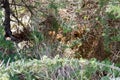 Male East African lion Panthera leo melanochaita hiding in a bush