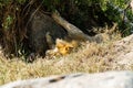 Male East African lion Panthera leo melanochaita hiding in a bush